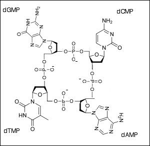 images/Tetranucleotide.png