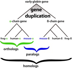 homolog_paralog_ortholog_240.jpg