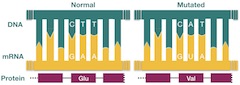 point_mutation_sickle_cell_240.jpg